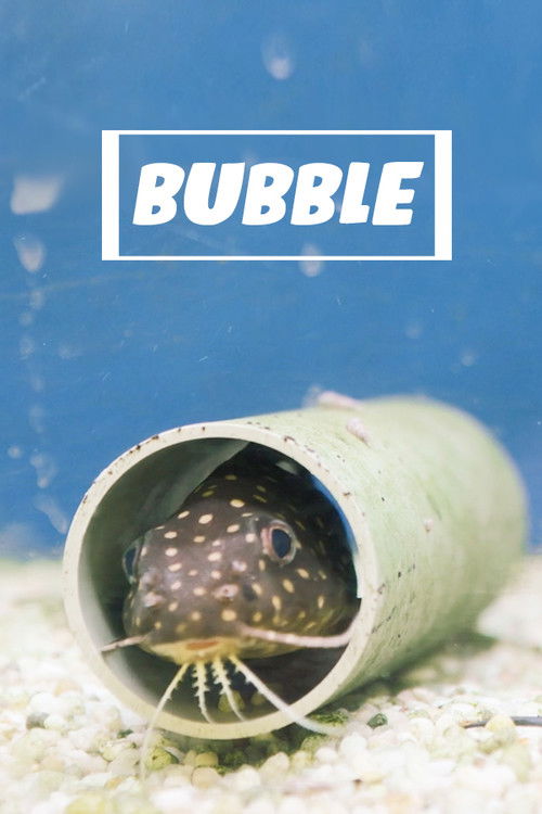 Assistir Bubble