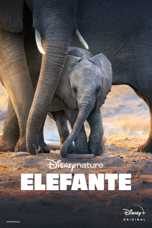 Assistir Elefante