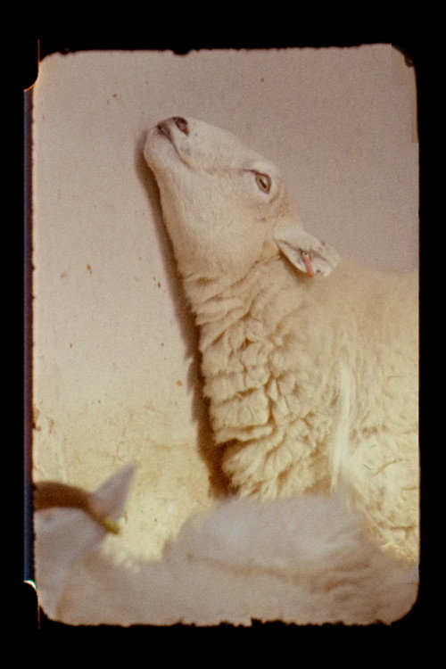 Assistir Lamb