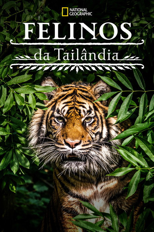 Assistir Felinos da Tailândia