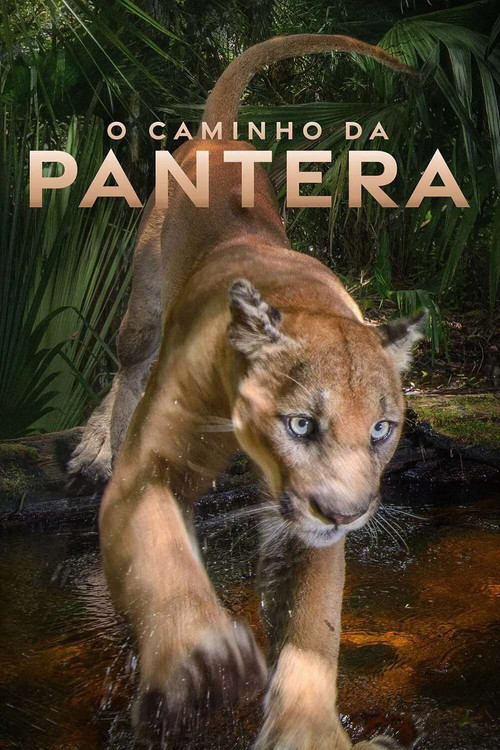 Assistir O Caminho da Pantera