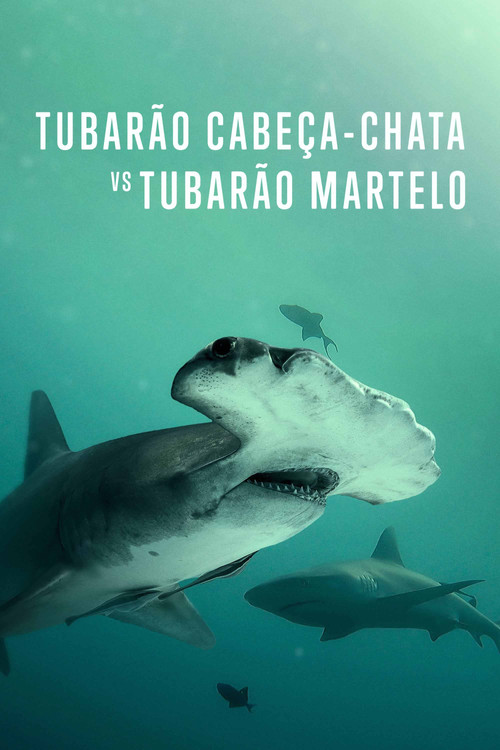 Assistir Tubarão Cabeça-Chata vs. Tubarão Martelo
