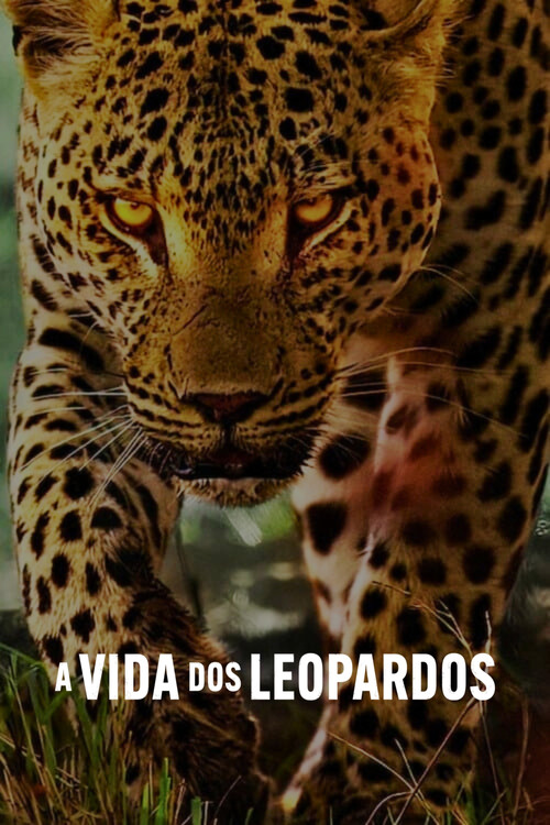 Assistir A Vida dos Leopardos