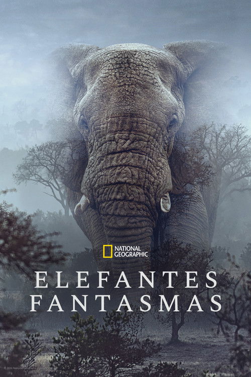 Assistir Elefantes Fantasmas