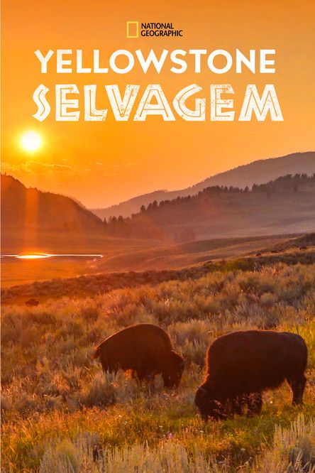 Assistir Yellowstone Selvagem