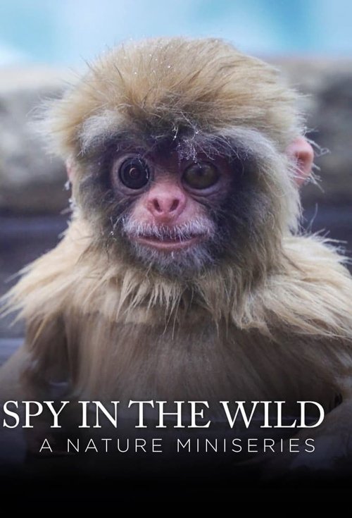 Assistir Spy in the Wild