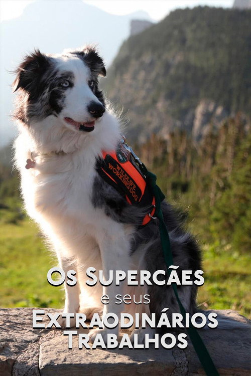 Assistir Os Supercães e Seus Extraordinários Trabalhos