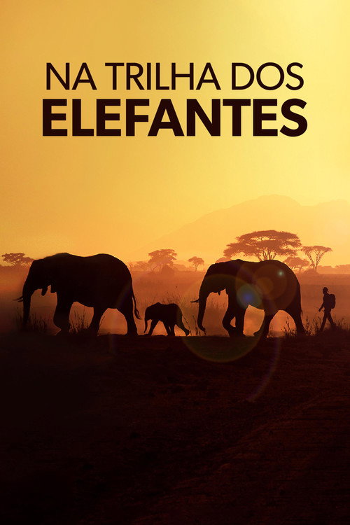 Assistir Na Trilha dos Elefantes