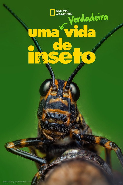 Assistir Uma Verdadeira Vida de Inseto
